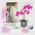 CG Hunter Faux Pink Orchid Plant, Premium Artificial Indoor Flower Display Stands 25-Inches with Beautiful Sculptural Blooms and Foliage That Lasts Forever, Grey Planter Pot Included