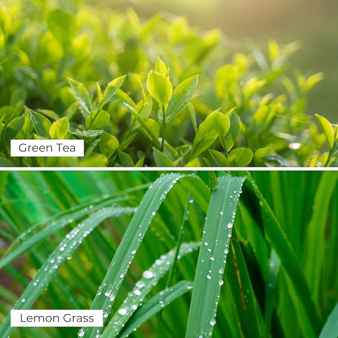 Frosted Green Tea Lemongrass Reed Diffuser Set - Decorative Fragrance Diffuser & Oil for Bathroom & Home | Long-Lasting Aroma | Natural Scent Sticks | Essential Oils, Botanicals| 100mL