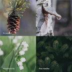 Skandinavisk Skog 'Forest' Scented Candle with 2 Wicks, Special Edition, Scent Notes: Pine Needles and Fir Cones, Birch Sap and Lily of The Valley, Vegan Formula, 12.3 oz.