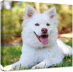 Personalized Photo to Canvas Print - Canvas Prints With Your Photos on Custom Wall Art for Bedroom, Living Room, Wedding Baby Pet Family Picture Framed Wall Art (16" W x 16" H)