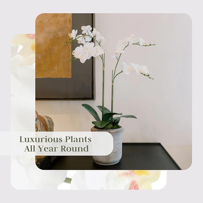 CG Hunter Faux White Orchid Plant, Premium Artificial Indoor Flower Display Stands 24”, Beautiful Sculptural Blooms That Lasts Forever, Grey Planter Pot Included