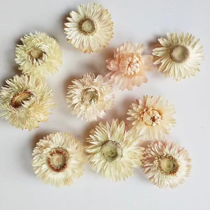 Dried Flower White Straw Daisy Biodegradable Confetti - Real Flower Petals for Weddings, Flower Girl Toss, Wedding Send Off Ideas, Party Table Decoration | Boxed - 8oz (0.5lbs)