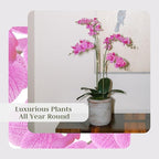 CG Hunter Faux Pink Orchid Plant, Premium Artificial Indoor Flower Display Stands 24”, Beautiful Sculptural Blooms That Lasts Forever, Grey Planter Pot Included