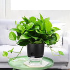 Vanavazon 6 Inch Self Watering Planter Pots for Indoor Plants, 3 Pack African Violet Pots with Wick Rope-Black