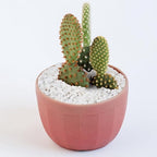 5 lbs White Aquarium Gravel, 1/5 Inch White Rocks for Plants, Small Pebbles for Vases, Succulents, Bamboo, Natural Decorative Pebbles for Plants Drainage, Cactus, Crafts