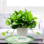 Vanavazon 6 Inch Self Watering Planter Pots for Indoor Plants, 3 Pack African Violet Pots with Wick Rope-White