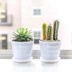 2.5LB Succulent and Cactus Pebbles, 1/5 Inch Jade Pebbles for Indoor Plants, Decorative Gravel for Vases, Bamboo, Succulent, Terrarium, Crafts, Cactus