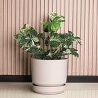 Elly Décor 12 inch Plastic Cylinder Planter Pot with Self-Watering Saucer and Drainage Hole,Lightweight & Extremely Durable, 12"x 12", Ivory