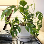 6 + 8 Inch Plant Pots, Ceramic Planter Pot with Drainage Hole & Saucer, Indoor/Outdoor Cylinder Round Planter Pot, Cream & Beige