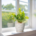 Ceramic Plant Pot 6.9 Inch - Ceramic Planter with Drainage Hole and Saucer Round Planter Flower Pot for Indoor Plants Outdoor Home Garden Office Decor White