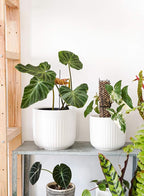 LE TAUCI Fluted Ceramic Planters Set of 3 – 8.3/7 / 5.7 in White Cylinder Indoor Plant Pots with Drainage Plug & Mesh, Matte Glazed Stoneware Flower Pots for Succulent Herb Cactus