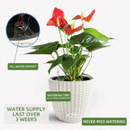 Dexceder 11x10 Inches Rattan Self Watering Planter Indoor Outdoor, Inner Pot Design, Thickened Table Flower Plant Pot with Water Level Indicator (Ivory White)