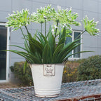 Faux Outdoor Flowers Realistic Artificial Plants 8 Bundles Agapanthus Plastic Flower Outside 18.9 in Fake Greenery Stems Green Flower for Pot Planter Decor Outside