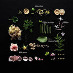 Duša Baies Scented Reed Diffuser & Sticks – 5 Fl Oz Essential Home Fragrance for Bathroom, Office & Living Spaces –Stylish & Long-Lasting Room Air Freshener –Ideal for Housewarming & Special Occasions