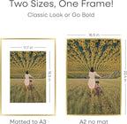 Homeforia A2 Picture Frame Gold, High End Metal 16.5 x 23.5 inches Poster Frames with Mat 11.7 x 16.5 for Photo, A2 Size Frames Matted to A3 Print, 16.5 by 23.4 Hanging Frame, Tempered Glass, Set of 1