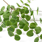 5pcs Artificial Eucalyptus Stems Decor 3D Real Touch Tall 24" Faux Eucalyptus Branches Fake Greenery Plants Stems for Vase Home Party Wedding Decorations