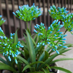 Artificial Agapanthus Africanus Fake African Lily Blue Flowers Fake Plants Outdoor Spring Summer Decoration Realistic Faux Greenery for Front Door Porch Planter Decor