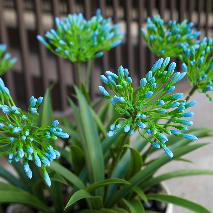Artificial Agapanthus Africanus Fake African Lily Blue Flowers Fake Plants Outdoor Spring Summer Decoration Realistic Faux Greenery for Front Door Porch Planter Decor