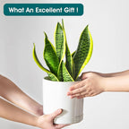 vancasso Ceramic Planters, Plant Pots for Indoor Plants, 6.25+8.25+10.25 Inch Ceramic Pots for Plants, Flower Pots with Drainage Holes, Planters Pot for Indoor House Plant, Set of 3, White