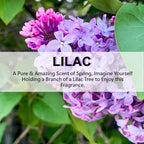 ROSE COTTAGE Large 12 Packs Lilac Hanging Closet Air Freshener Scented Sachets Long Lasting Smell Goods