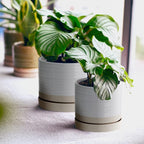 6 + 8 Inch Plant Pots, Ceramic Planter Pot with Drainage Hole & Saucer, Indoor/Outdoor Cylinder Round Planter Pot, Cream & Beige