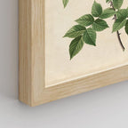 SIGNWIN Framed Vintage Colorful Wildflower Wall Art, Set of 4 Variety Floral Wall Decor Prints, Nature Wilderness Wall Décor for Living Room, Bedroom - 8"x10" Natural