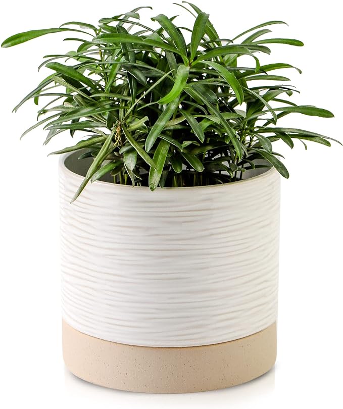 Nihow Ceramic Plant Pot: 6 Inch Planter with Drainage Hole & Saucer for Indoor & Outdoor Plants - Cylinder Round Flower Pot for Succulent/Herbs/Violets - Cream White & Brown