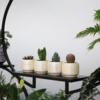 Mini Succulent Planter Set – 3.7 Inch Ceramic Pots with Drainage for Indoor Plants, Small Decorative Flower Pots for Cactus and House Plants, Set of 4