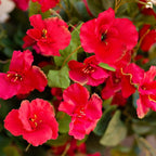 Hibiscus Artificial Flowers Plants for Outdoors Decoration, 6 Bundles Silk Hibiscus Bouquet Tropical Flowers Artificial Realistic UV Resistant Fake Flower for Outside Planter Porch Patio Balcony, Red