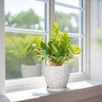 6 Inch Ceramic Plant Pot for Indoor Plants Outdoor Round Planter Flower Pot with Drainage Hole and Saucer for Home Garden Office Decor White