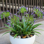 Artificial Flowers Plants for Outdoor Planters 8 Bundles Agapanthus Purple Flower Large Spring Summer Decoration 18.9 in Look Real Plasic Plant Agapanthus for Front Porch Decor
