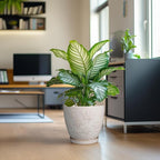 Pots for Plants 10 Inch - Ceramic Planter Large Plant Pot for Indoor Plants Outdoor Round Flower Pot with Drainage Hole and Saucer Home Garden Decor White