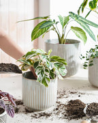 LE TAUCI Fluted Ceramic Planters Set of 3 – 8.3/7 / 5.7 in Star White Reactive Cylinder Indoor Plant Pots with Drainage Plug & Mesh, Glossy Stoneware Flower Pots for Succulents Herbs