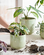 LE TAUCI Fluted Ceramic Planters Set of 3 – 8.3/7 / 5.7 in Sage Green Reactive Cylinder Indoor Plant Pots with Drainage Plug & Mesh, Glossy Stoneware Flower Pots for Succulents Herbs