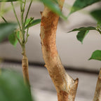 8FT Artificial Ficus Tree, Indoor Faux Ficus Plant with Realistic Leaves & Natural Wood Trunk, 8ft Tall, Green, All Seasons, Perfect for Living Room Home Decor