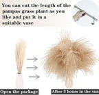 Natural Dried Pampas Grass Decor, Beige Pampas Grass, Bunny Tails Dried Flowers, Reed Grass Bouquet for Wedding Boho Flowers Home Table Decor, Rustic Farmhouse Party (100 in Total )
