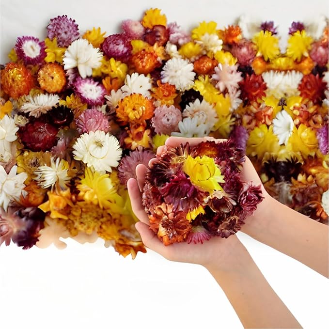 Dried Flower Chrysanthemum Biodegradable Confetti - Real Flower Petals for Weddings, Flower Girl Toss, Wedding Send Off Ideas, Party Table Decoration | Boxed - 8oz (0.5lbs)