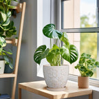 6.9 Inch Plant Pot with Drainage Hole and Saucer Ceramic Planter for Indoor Plant Flower Pot for Orchid Succulents Plants White