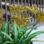 Faux Plants Outdoor 8 Bundles Artificial Flowers Stems 18.9 in Large Fake Greenery Realistic for Home Garden Planters Front Door Decor Outside