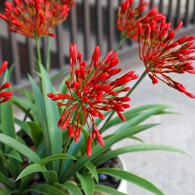 Artificial Flowers for Outdoors 18.9 in Large Fake Plants Outdoor Red Flower Agapanthus Spring Summer Decoration Outside for Front Porch Garden Window Box Decortion