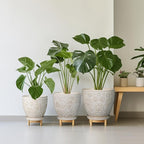 Ceramic Planter 8 Inch Plant Pot with Drainage Hole and Saucer Ceramic Pots for Indoor Plants Outdoor Large Flower Pot for Home Decor White