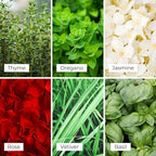 Frosted White Tea & Thyme Reed Diffuser Set - Decorative Fragrance Diffuser & Oil for Bathroom & Home | Long-Lasting Aroma | Natural Scent Sticks | Essential Oils & Botanicals| 100mL