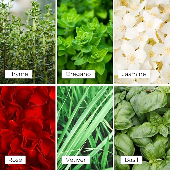 Frosted White Tea & Thyme Reed Diffuser Set - Decorative Fragrance Diffuser & Oil for Bathroom & Home | Long-Lasting Aroma | Natural Scent Sticks | Essential Oils & Botanicals| 100mL