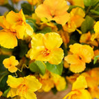 Fall Flowers Fake Flowers for Outdoors Autumn Decoration, 6 Bundles Faux Silk Hibiscus Artificial Plants Realistic UV Resistant Tropical Flowers for Outside Planter Patio, Yellow