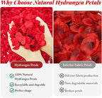 1500+ Real Dried Red Hydrangea Flower Petals - 1.06 oz Natural Preserved Petals for Wedding, Party Confetti,Proposal Decor