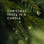 Thymes Frasier Fir Reed Diffuser Set – Includes Reeds, Fragrance Oil, and Frosted Glass Bottle – Fragrance Oil Diffuser – Room Fresheners – Luxury Home Decor – Green & Clear (Pine Needle, 4 fl oz)