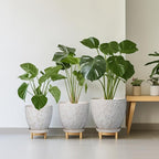 6 Inch Ceramic Plant Pot for Indoor Plants Outdoor Round Planter Flower Pot with Drainage Hole and Saucer for Home Garden Office Decor White