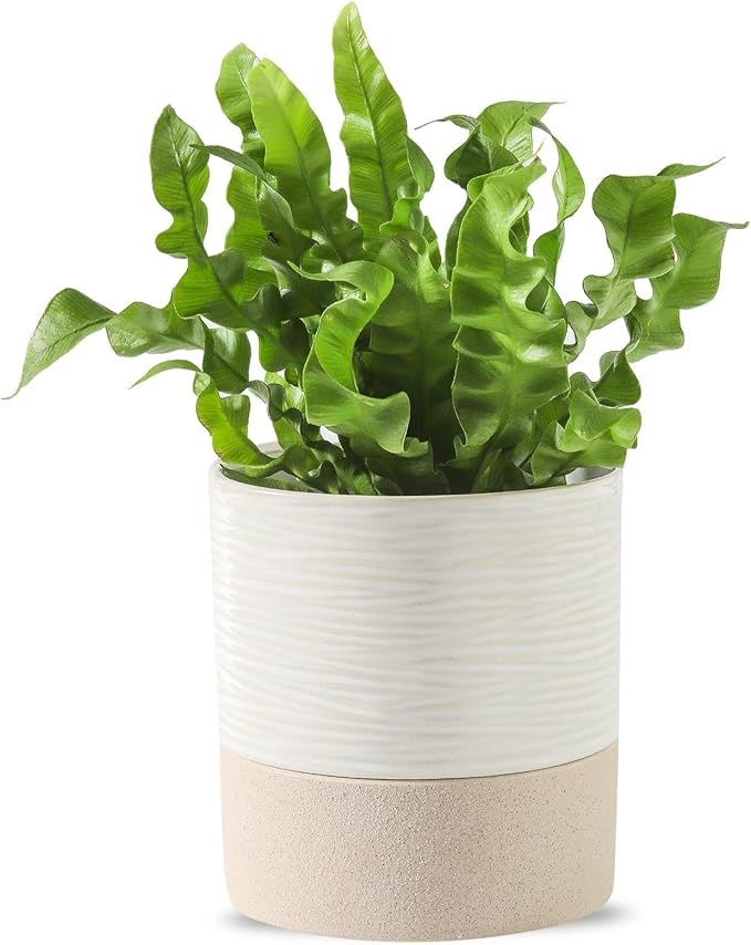 Nihow Self Watering Plant Pot: 4.5 Inch Ceramic Planter with Drainage Hole & Water Storage Plus for Indoor & Outdoor Plants - Cylinder Flower Pot for Herbs/Violets - White & Brown