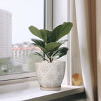 Ceramic Planter 8 Inch Plant Pot with Drainage Hole and Saucer Ceramic Pots for Indoor Plants Outdoor Large Flower Pot for Home Decor White