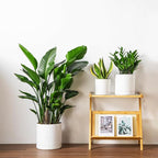 vancasso Ceramic Planters, Plant Pots for Indoor Plants, 6.25+8.25+10.25 Inch Ceramic Pots for Plants, Flower Pots with Drainage Holes, Planters Pot for Indoor House Plant, Set of 3, White